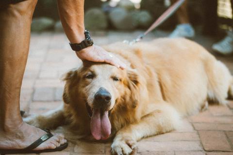 Pawsitive Impact: How Therapy Animals on College Campuses Benefit Student Mental Health